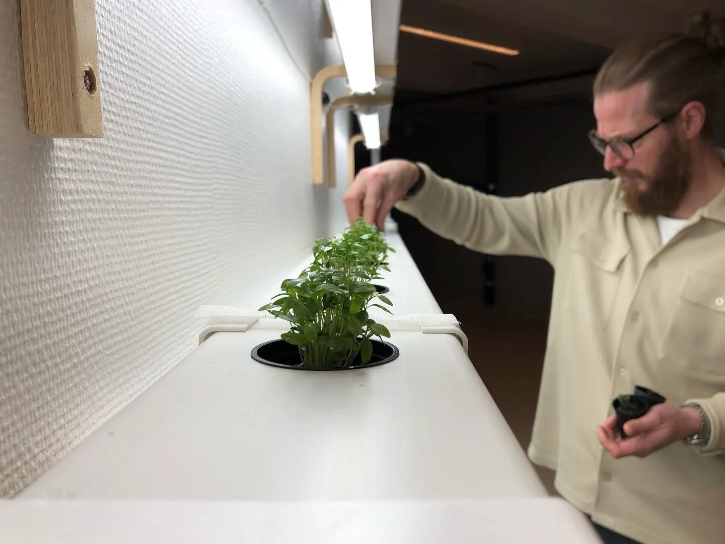 En person sätter ner gröna plantor i hålen på ett vitt hydroponiskt odlingssystem monterat på en vägg under ett lysrör